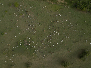 A lot of cows top view Dominican Republic birds view