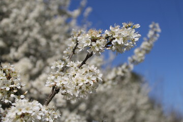 blooming in spring