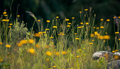 Early spring flowers. New life in colorful fields. Nature well being concept.