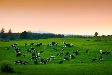 Cows eat grass in endless lush pastures and farmlands of Ireland. Beautiful Irish countryside with...