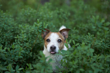 dog in the green grass. view from above. Funny and happy jack russell terrier. Pet on a walk