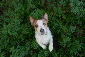 dog in the green grass. view from above. Funny and happy jack russell terrier. Pet on a walk