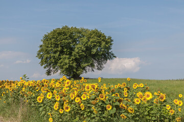 Sonnenblumenfeld in der Eifel, Rheinland-Pfalz, Deutschland