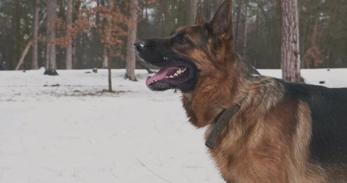 Large purebred dog barks. Side view, close-up, German shepherd barks in the winter in the forest among the snow.