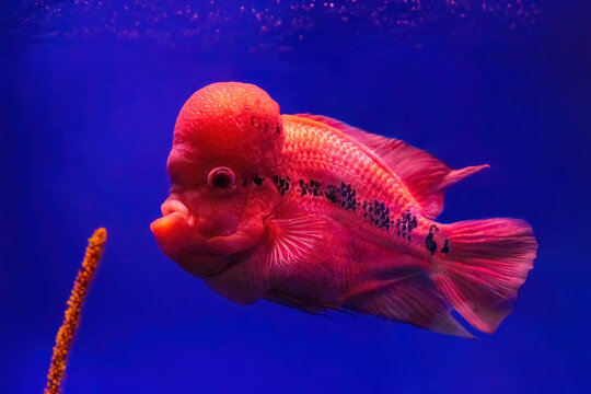 Bright red Flowerhorn cichlid or luohan fish in the aquarium pool. Flower horn swimming in blue water of fish tank in oceanarium.