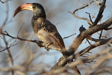 Portrait of a Monteiro's hornbill, Khorixas, Namibia