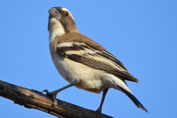 Portrait of a male white-browed sparrow-weaver