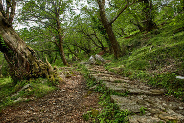 old forest in the Montenegro