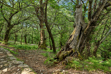 old forest in the Montenegro