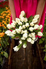 gardening. greenhouse. bouquet of white tulips in hands