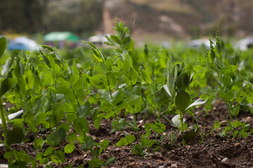 photograph of growing pea plant. Concept of plants and food.