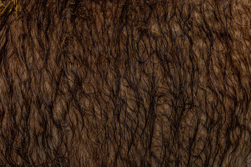 brown fur background