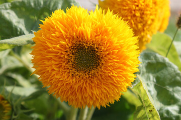 Terry sunflower flower on a sunny day close-up.
