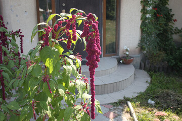 Amaranth flowers on a sunny day close-up.