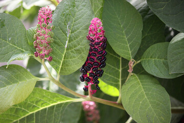 Flower lakonos berry on a sunny day close-up.