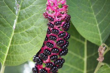 Flower lakonos berry on a sunny day close-up.