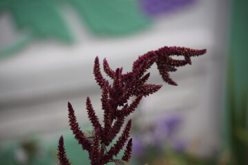 Amaranth flowers on a sunny day close-up.