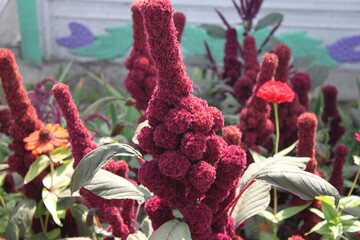 Amaranth flowers on a sunny day close-up.