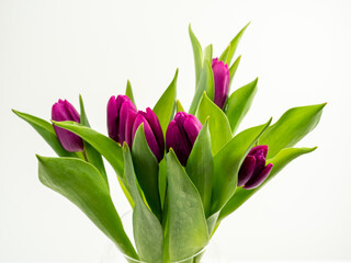 Tulips on a white background. Purple tulips. Close-up.