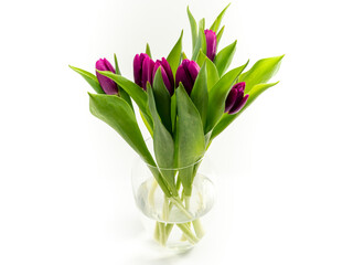 Tulips on a white background. Purple tulips. Close-up.