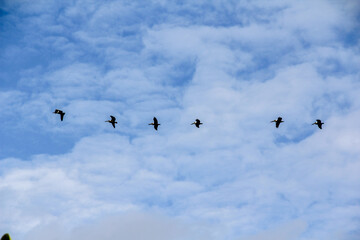 Pelicans flying in a row