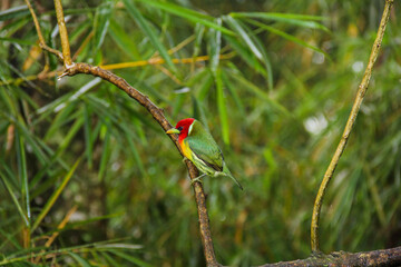 Red headed Barbet in the wild 