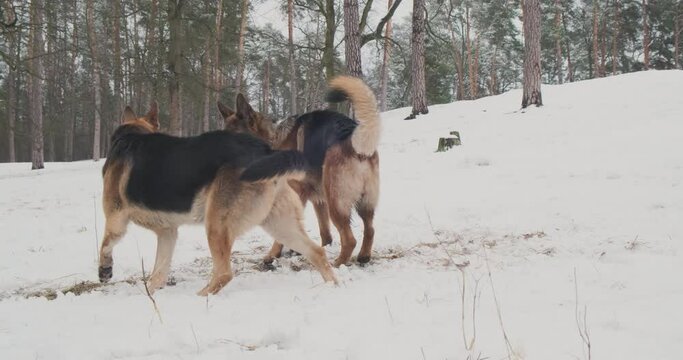 Two shepherd dogs meet in the forest in winter. Dogs looking at each other, snow, wide shot, daytime.