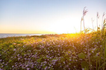Beautiful sunset over flowery field by ocean