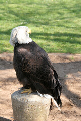 A close up of an American Bald Eagle