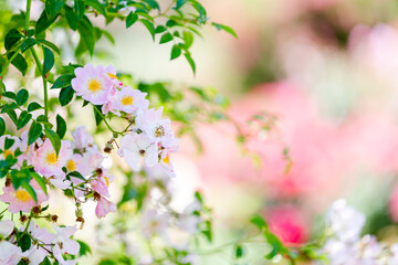 Beautiful spring flowers with negatives space