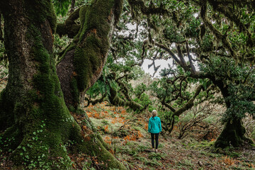 Naklejka na ściany i meble Sporty girl walking in Fanal forest,Madeira,Portugal.Protected landscape,old laurel and cedar trees,green lush nature.Picturesque path,hiking in wild.Happy woman outdoors.Adventure wellbeing concept