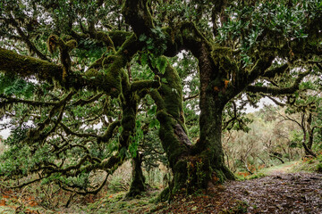 Lush Fanal forest,Madeira,Portugal.Protected landscape,old laurel and cedar trees covered with moss,green nature,fresh ecosystem.Picturesque path,hiking in wild.Wellbeing tranquility concept