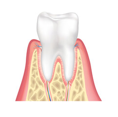 Tooth anatomy. Healthy teeth structure. Dental medical vector illustration.