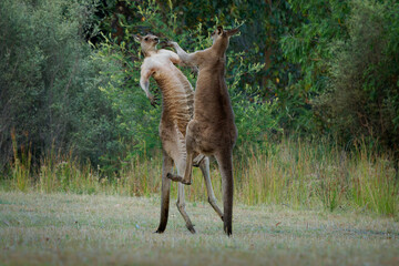 Macropus giganteus - Two Eastern Grey Kangaroos fighting with each other in Tasmania in Australia....