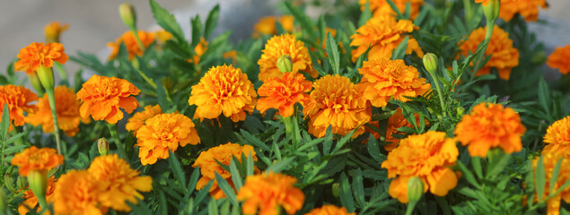 Orange bright fluffy flowers marigold in the garden. Orange flowers. Flower background
