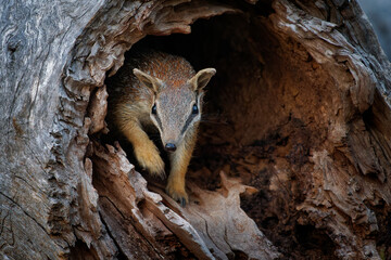 Numbat - Myrmecobius fasciatus also noombat or walpurti, insectivorous diurnal marsupial, its diet...