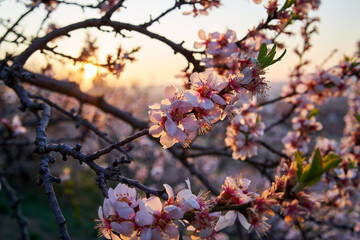 Closeup of almond trees in bloom in March