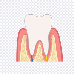 Tooth structure. Anatomy of teeth. Dental medical illustration.