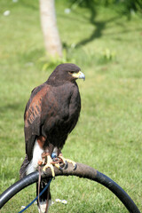 A close up of a Harris Hawk