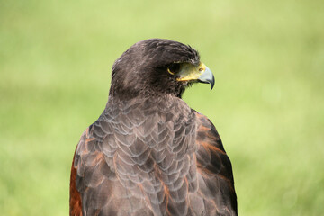Fototapeta premium A close up of a Harris Hawk