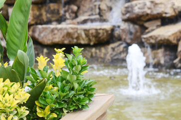 Ficus branches with green and yellow leaves on the background of a stone wall and a fountain in the...