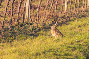 A wild brown hare sits on a green meadow in the grass in a vineyard