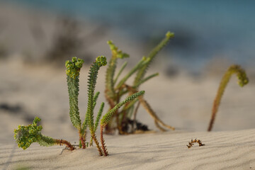 Euphorbia paralias in the dunes of the natural park of Corralejo