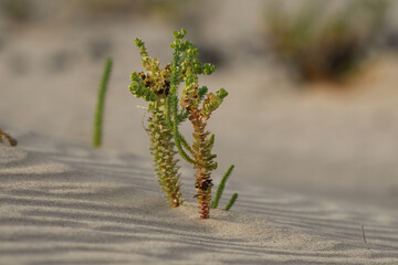 Euphorbia paralias in the dunes of the natural park of Corralejo