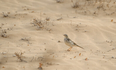 Berthol's pipit on the sand of the dunes of Corralejo
