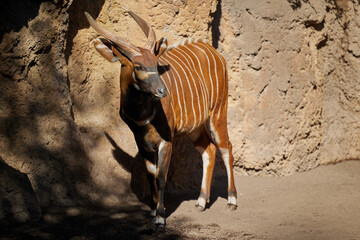 A brown bongo antelope with horns and stripes stands at the rocks alone.
