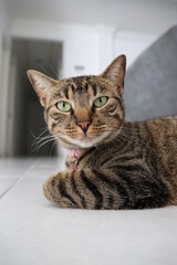 Naklejka premium Cute tabby cat portrait