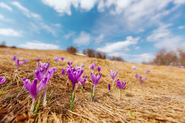 Obraz premium Spring flowers crocuses .Ukrainian landscape. Spring background. Borzhava. Ukraine