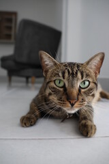 Cute tabby cat portrait
