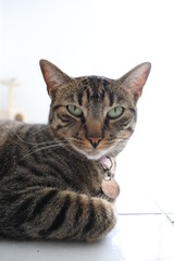 Cute tabby cat portrait